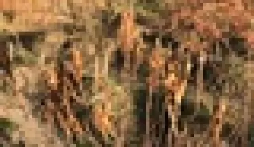 Chùm ảnh ‘mất tết’ vì hàng ngàn cây đào cháy khô